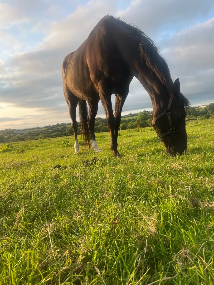 Thoroughbred Broodmare - Image 2