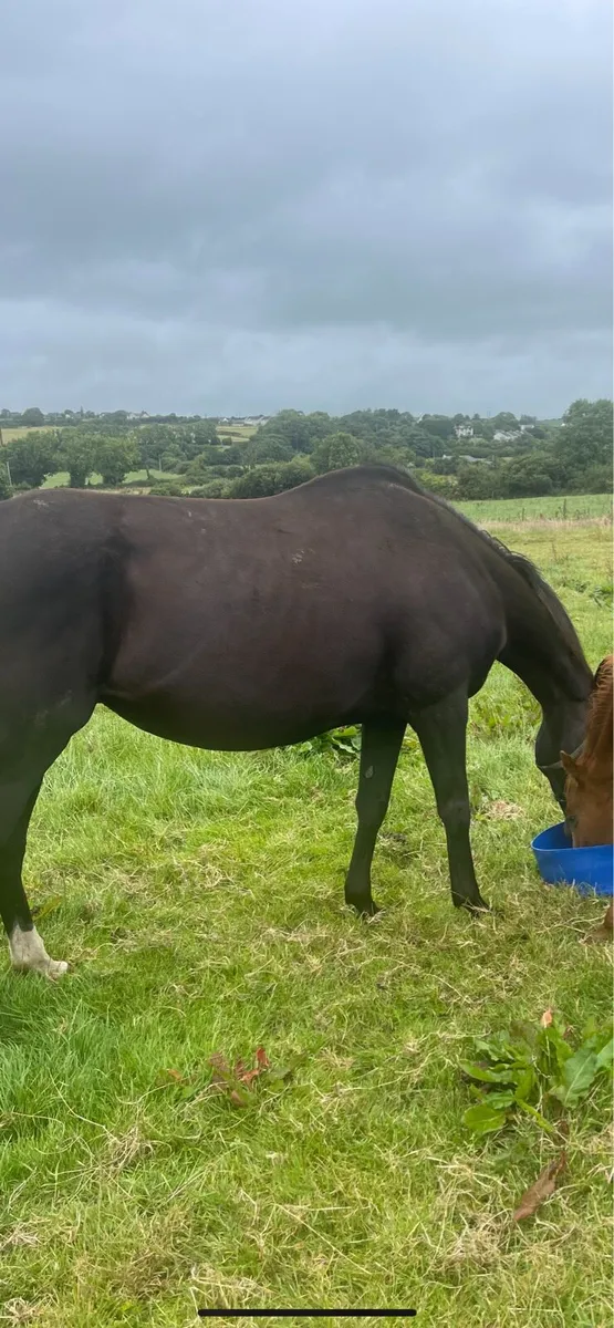 Thoroughbred Broodmare - Image 3