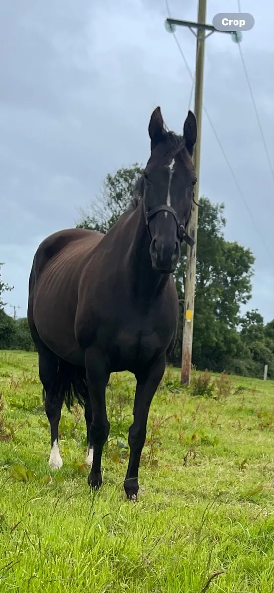 Thoroughbred Broodmare - Image 4