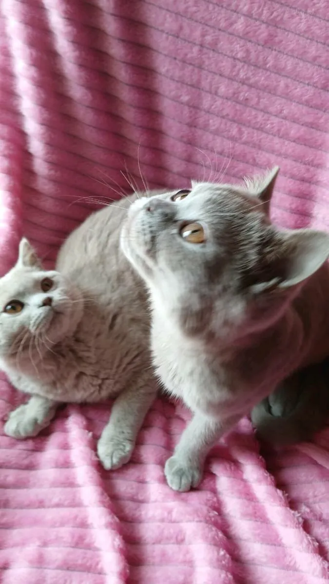 2 Males  British SHORTHAIR - Image 1