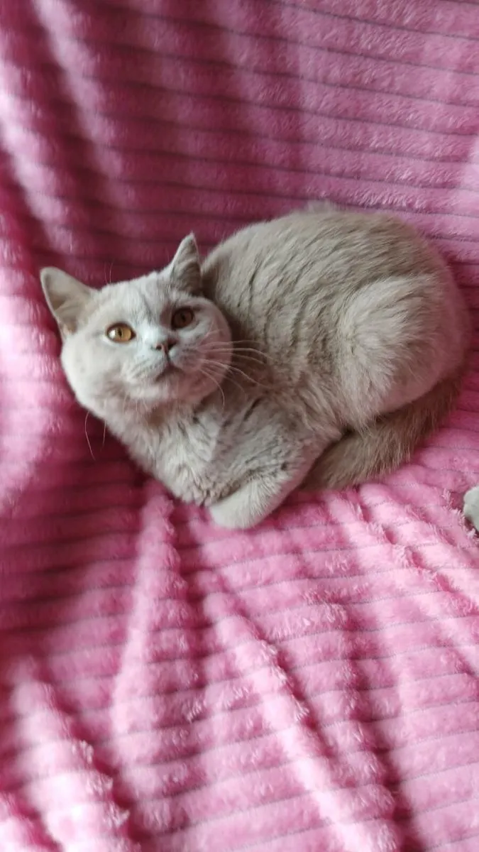 2 Males  British SHORTHAIR - Image 2