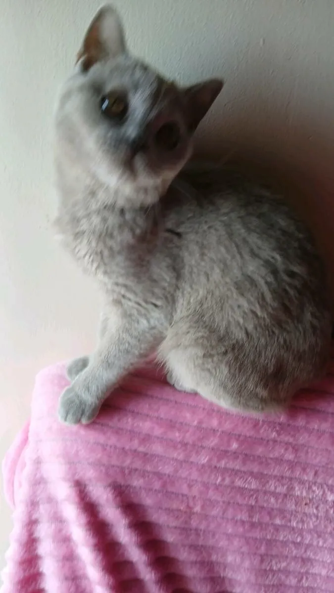 2 Males  British SHORTHAIR - Image 3