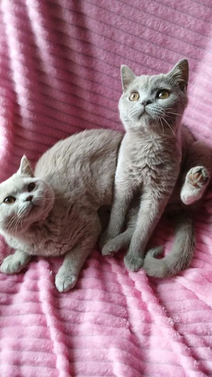 2 Males  British SHORTHAIR - Image 4