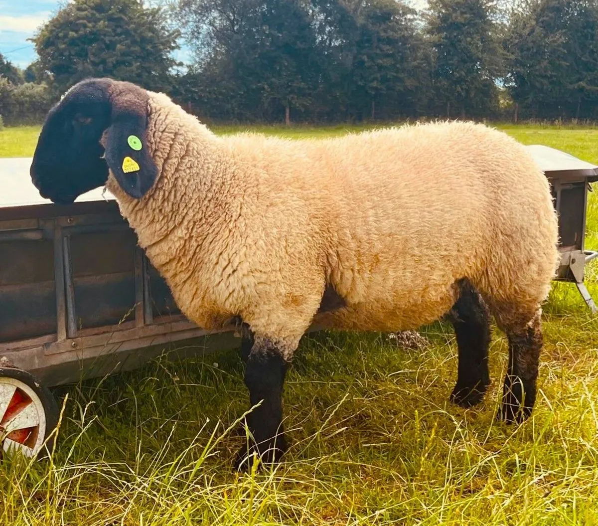 Suffolk Sheep - Image 3