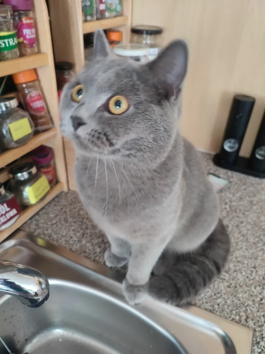 british shorthair - Image 1
