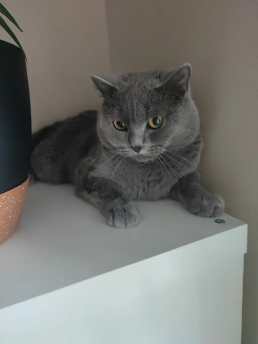 british shorthair - Image 2