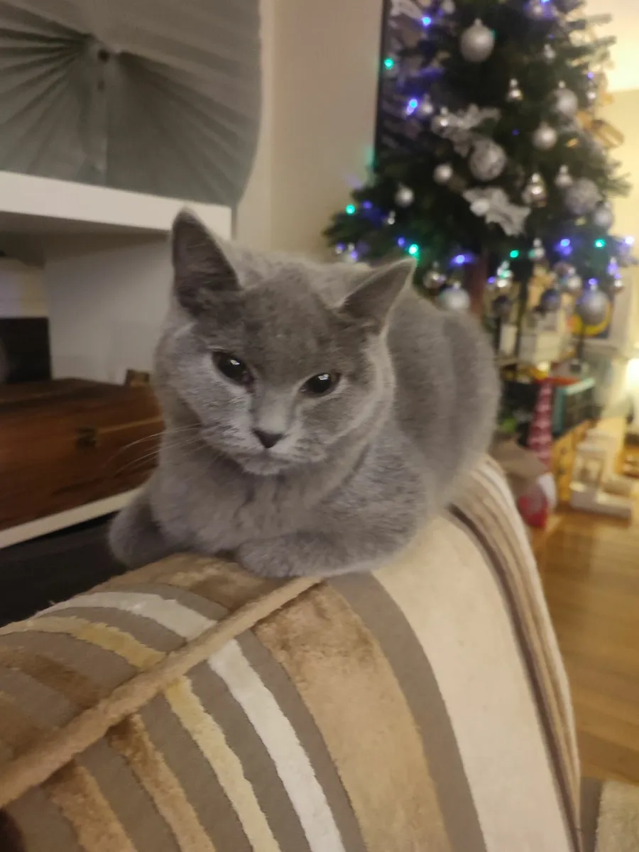 british shorthair - Image 3