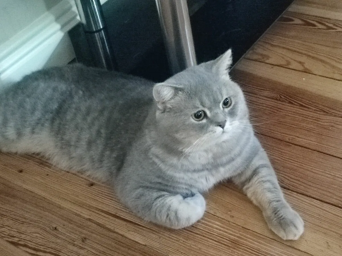 british shorthair - Image 4