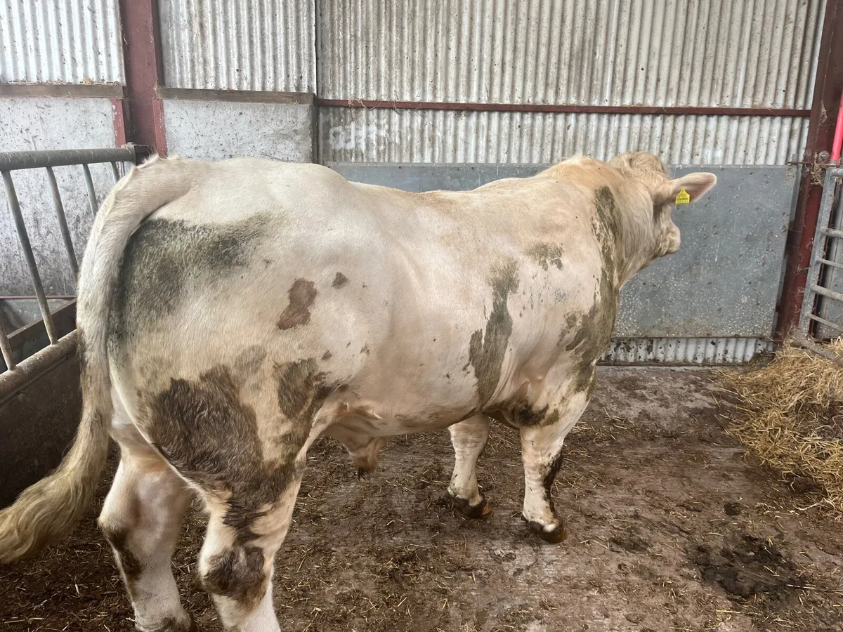 Bull - Image 1