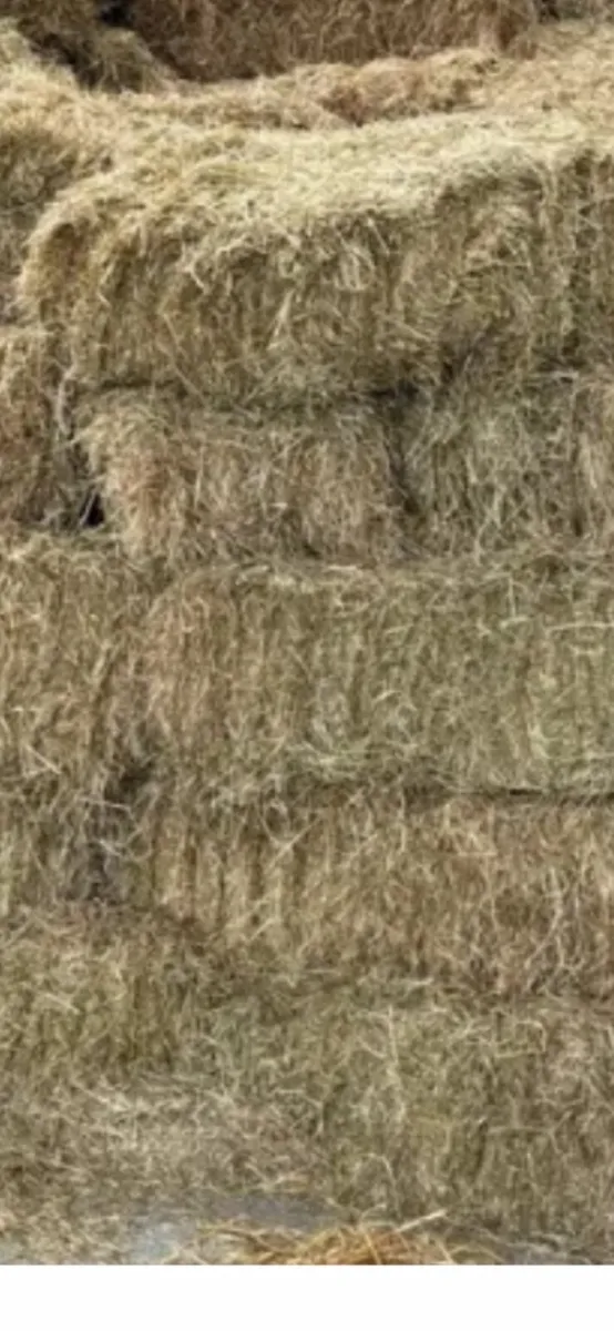 Square bales of hay