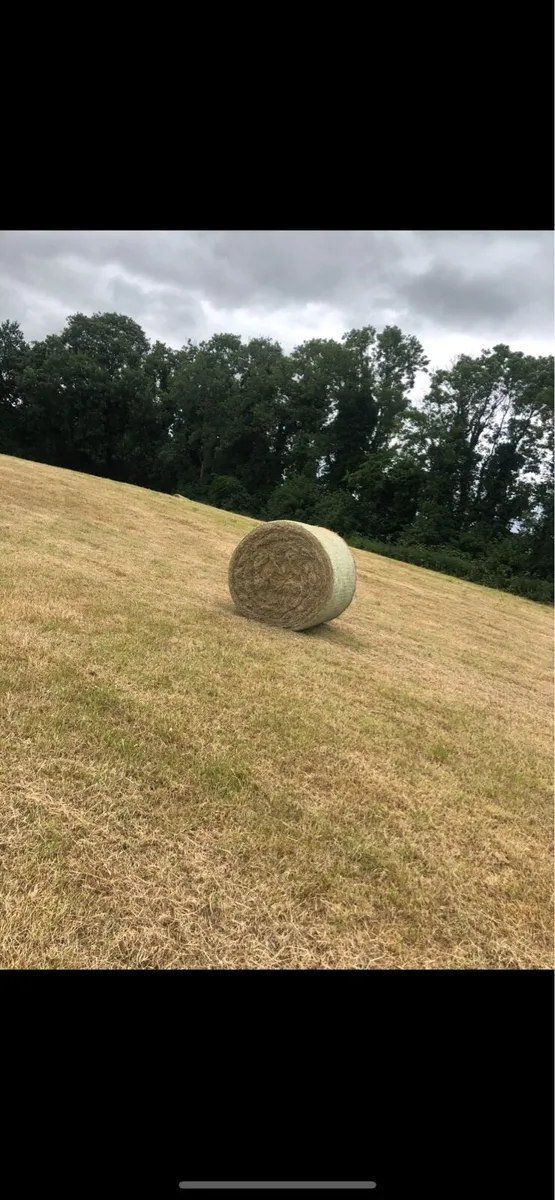 Hay - Image 1