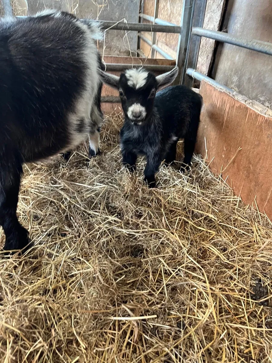 Pygmy Goats - Image 1