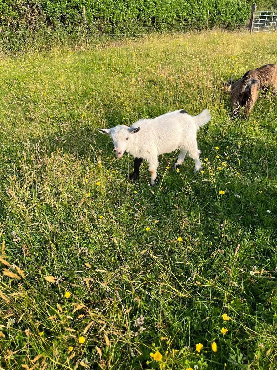 Pygmy Goats - Image 2
