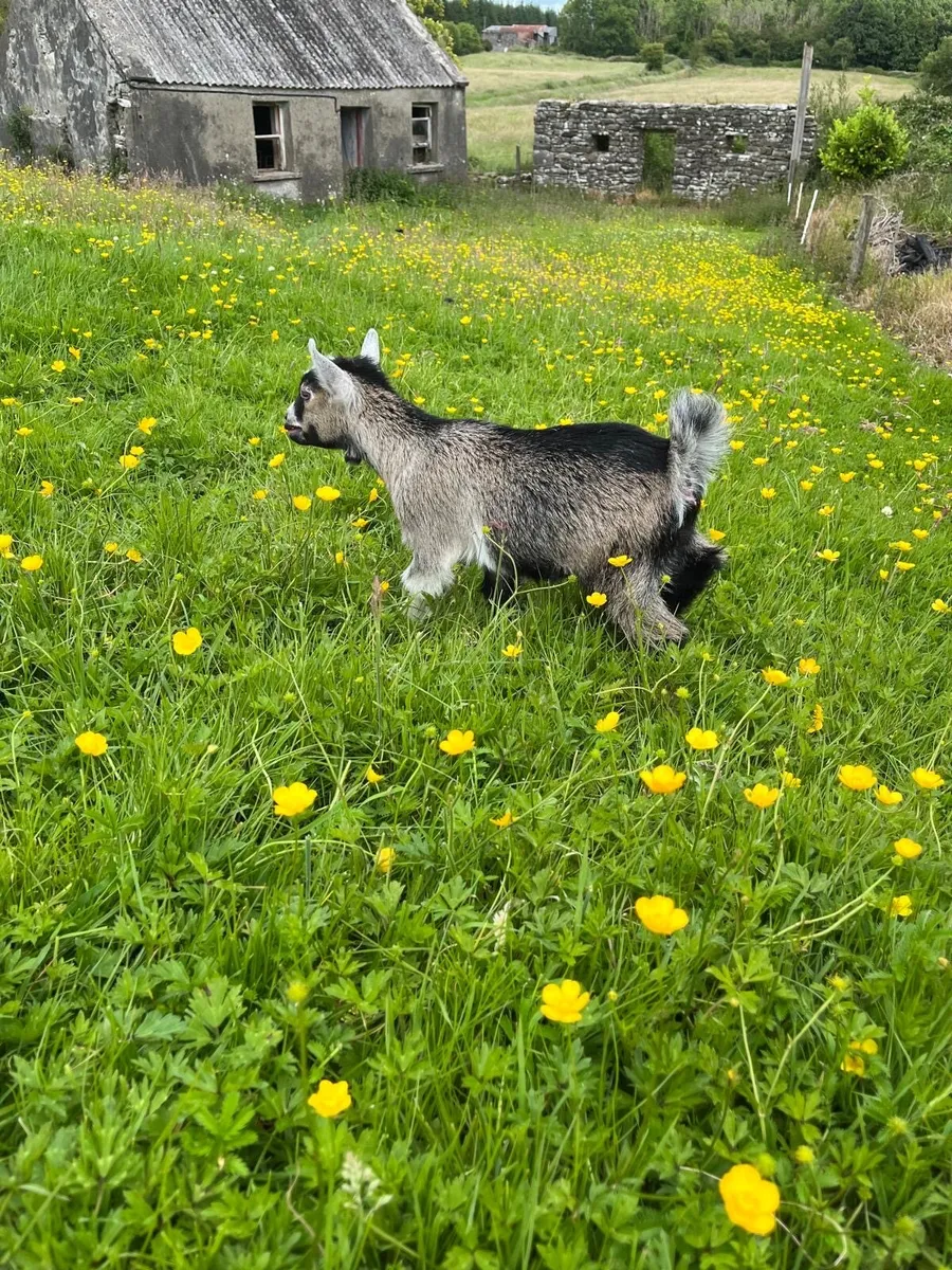 Pygmy Goats - Image 3