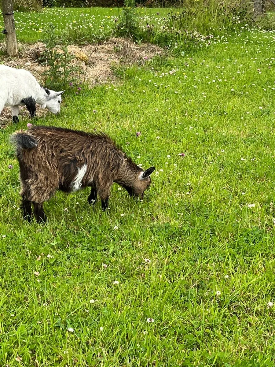 Pygmy Goats - Image 4