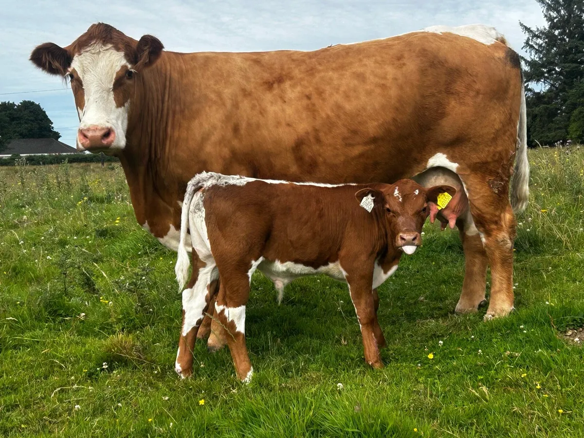 4 Star Simmental Cow & Calf - Image 1