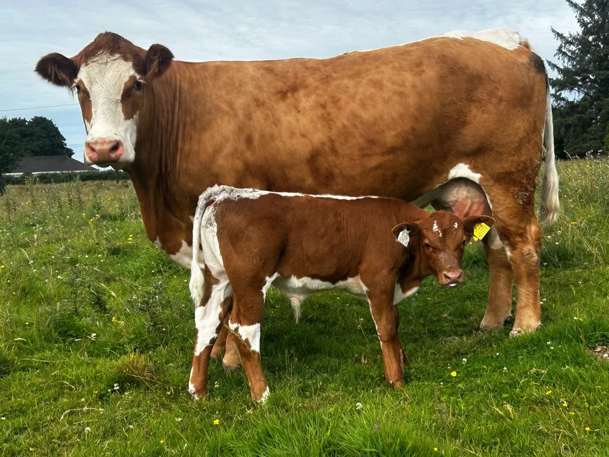 4 Star Simmental Cow & Calf - Image 2