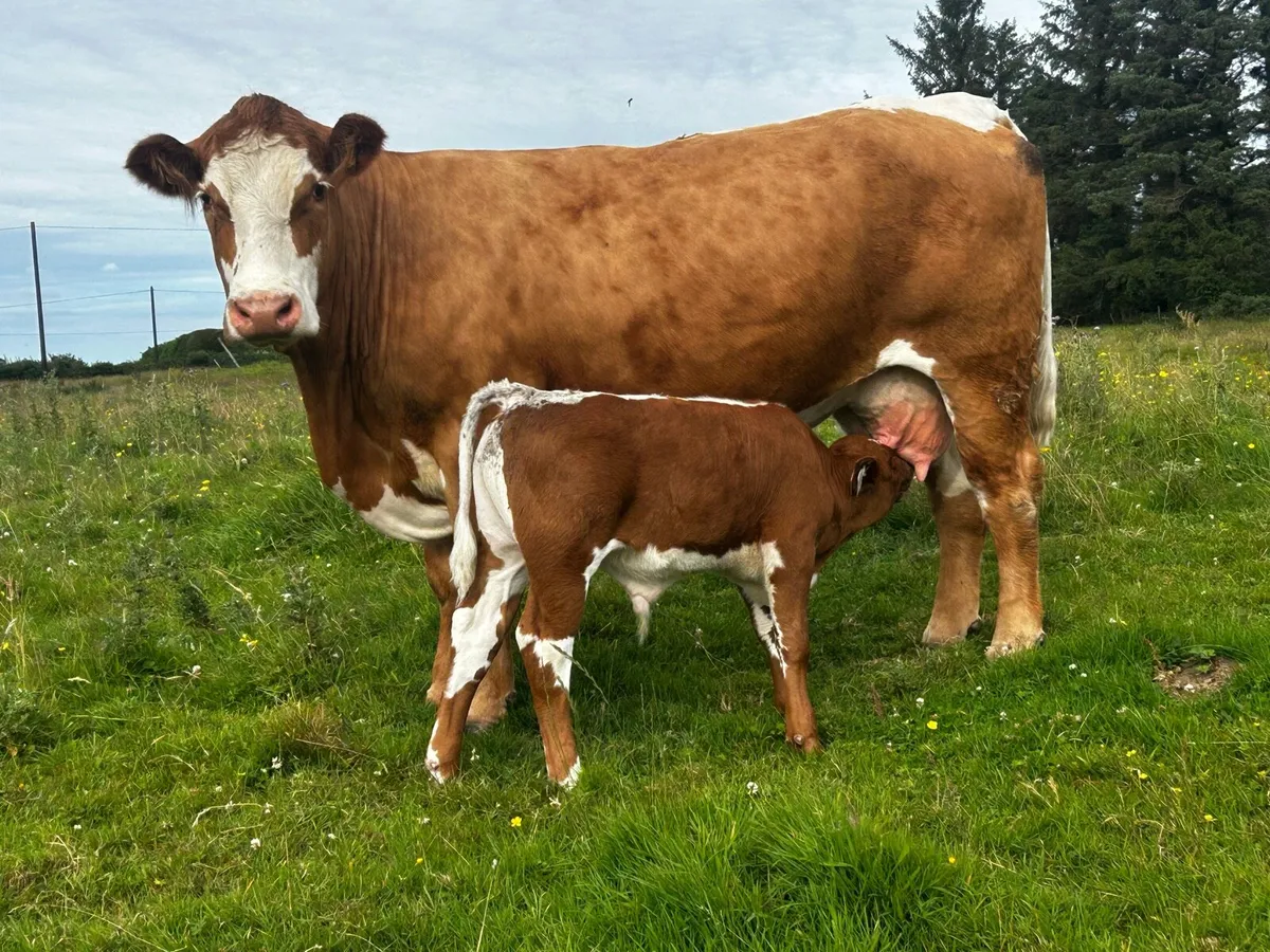 4 Star Simmental Cow & Calf - Image 3