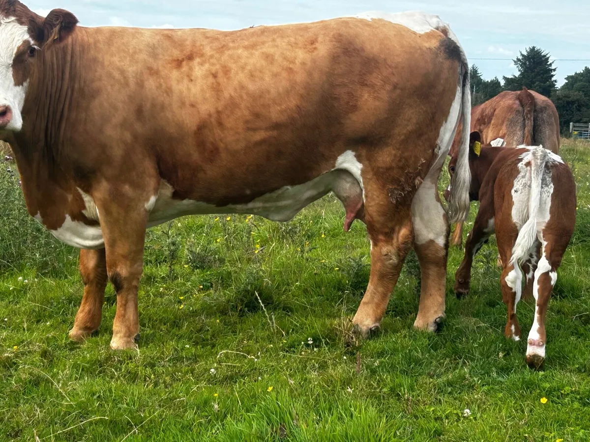 4 Star Simmental Cow & Calf - Image 4