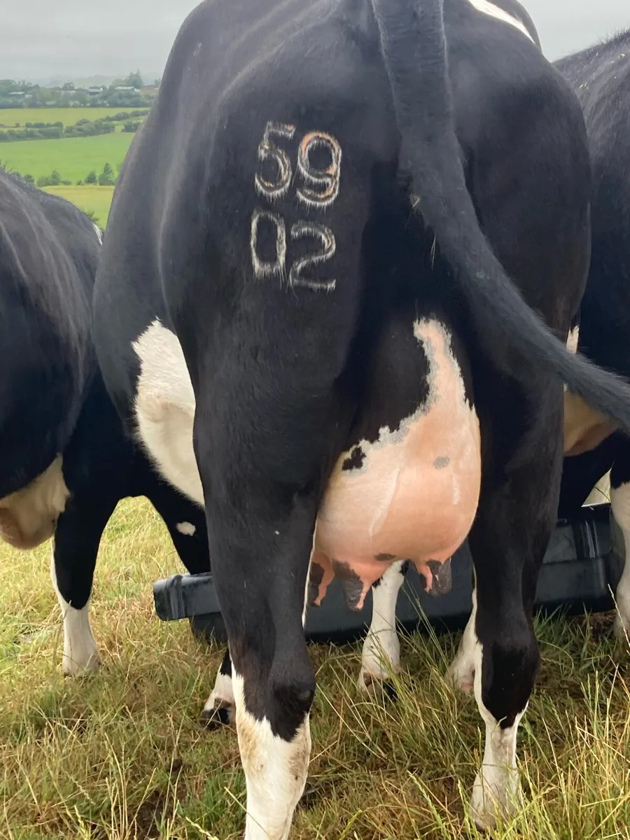 Heifer - Image 1