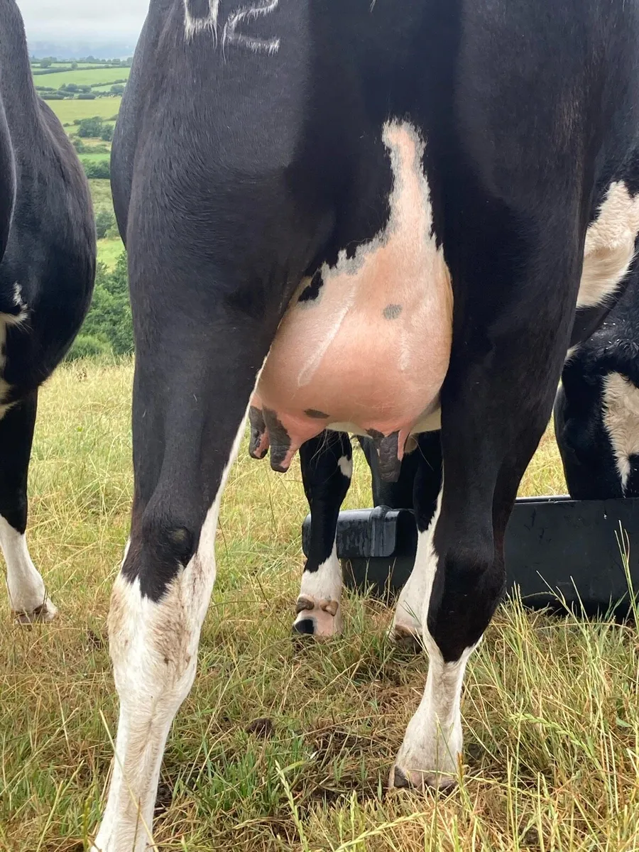 Heifer - Image 2