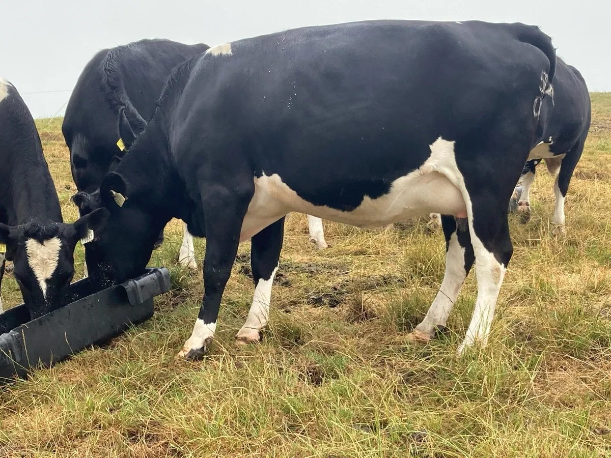 Heifer - Image 3