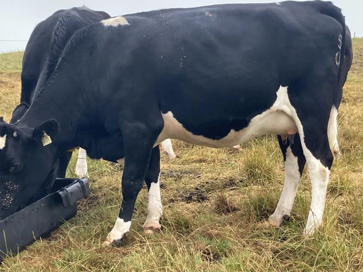 Heifer - Image 4