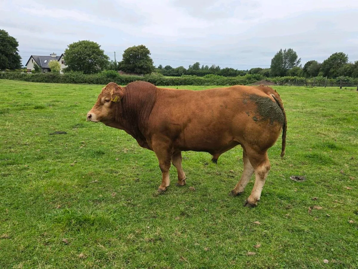 Pedigree registered 2.5 year Limousin bull - Image 3