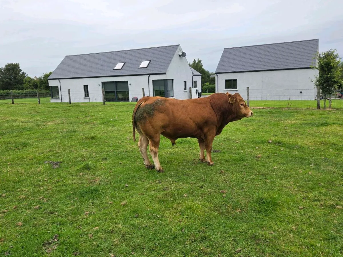 Pedigree registered 2.5 year Limousin bull - Image 1
