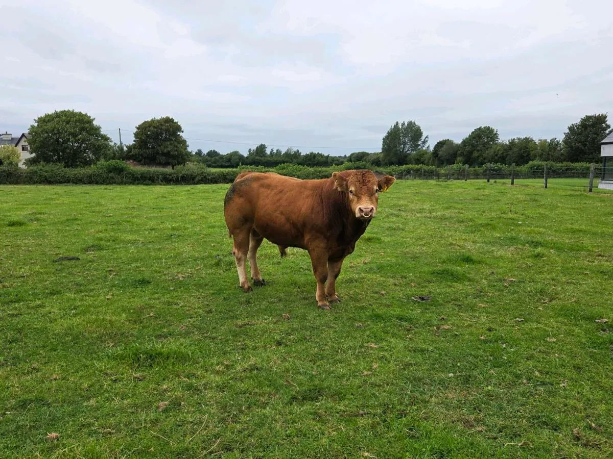 Pedigree registered 2.5 year Limousin bull - Image 2