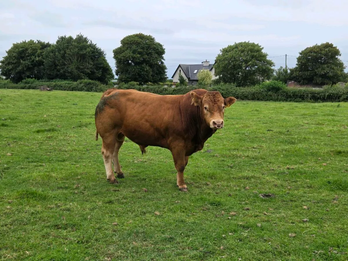 Pedigree registered 2.5 year Limousin bull - Image 4