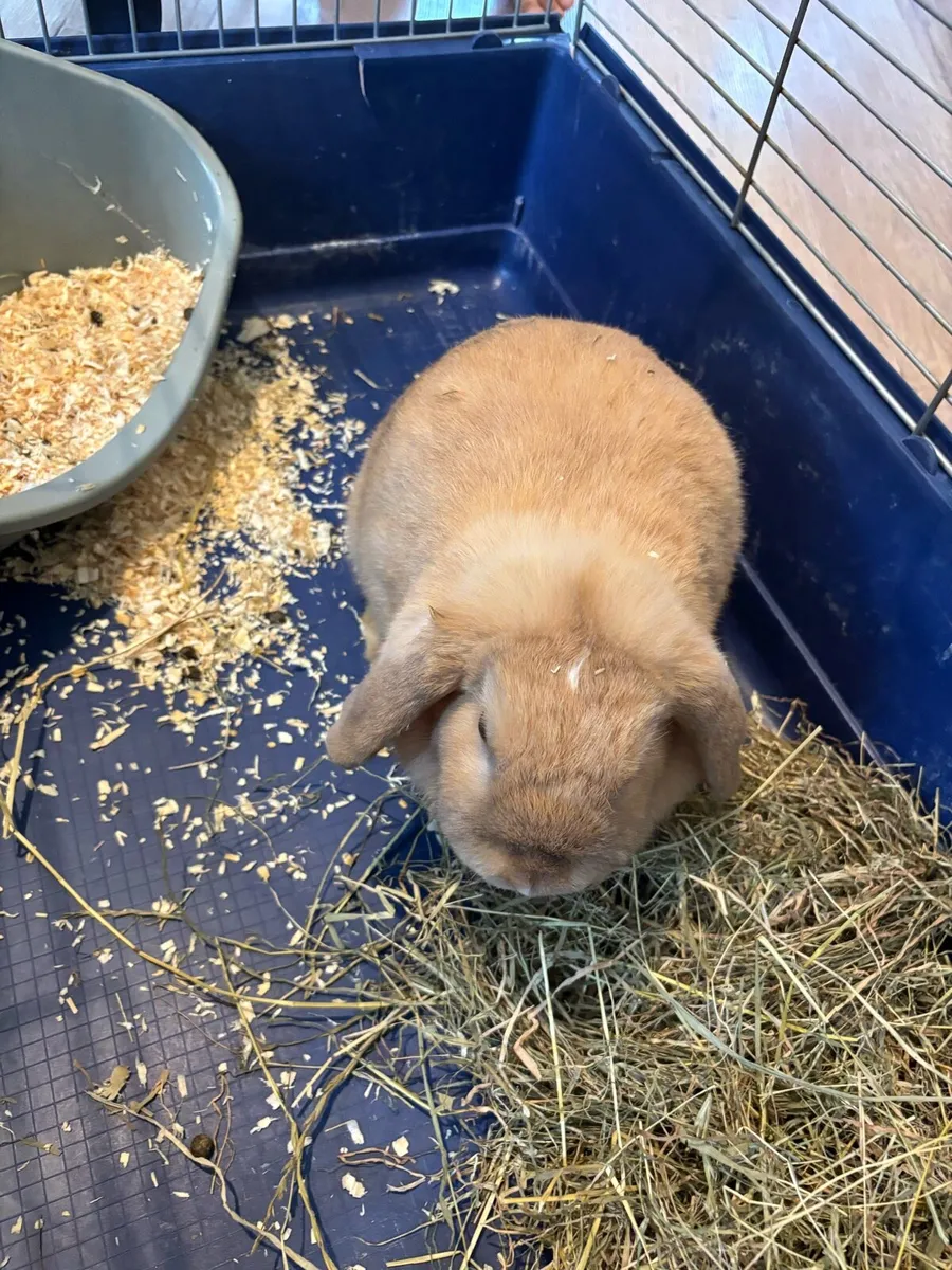 Rabbit - Image 1