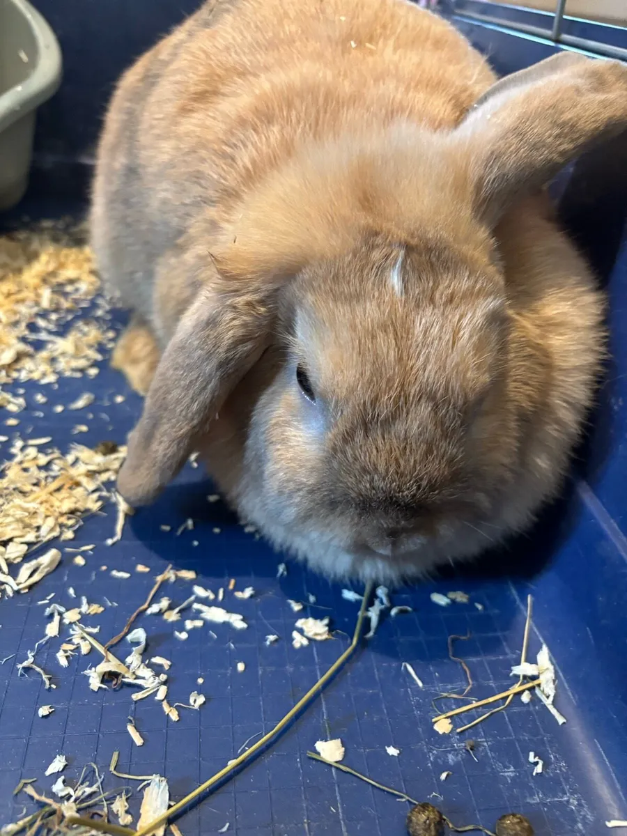 Rabbit - Image 2
