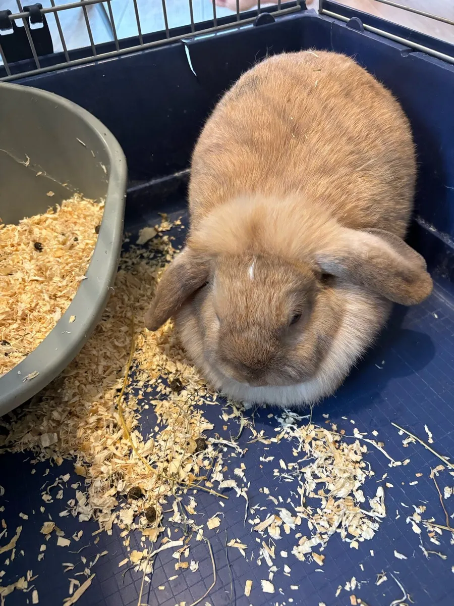 Rabbit - Image 3