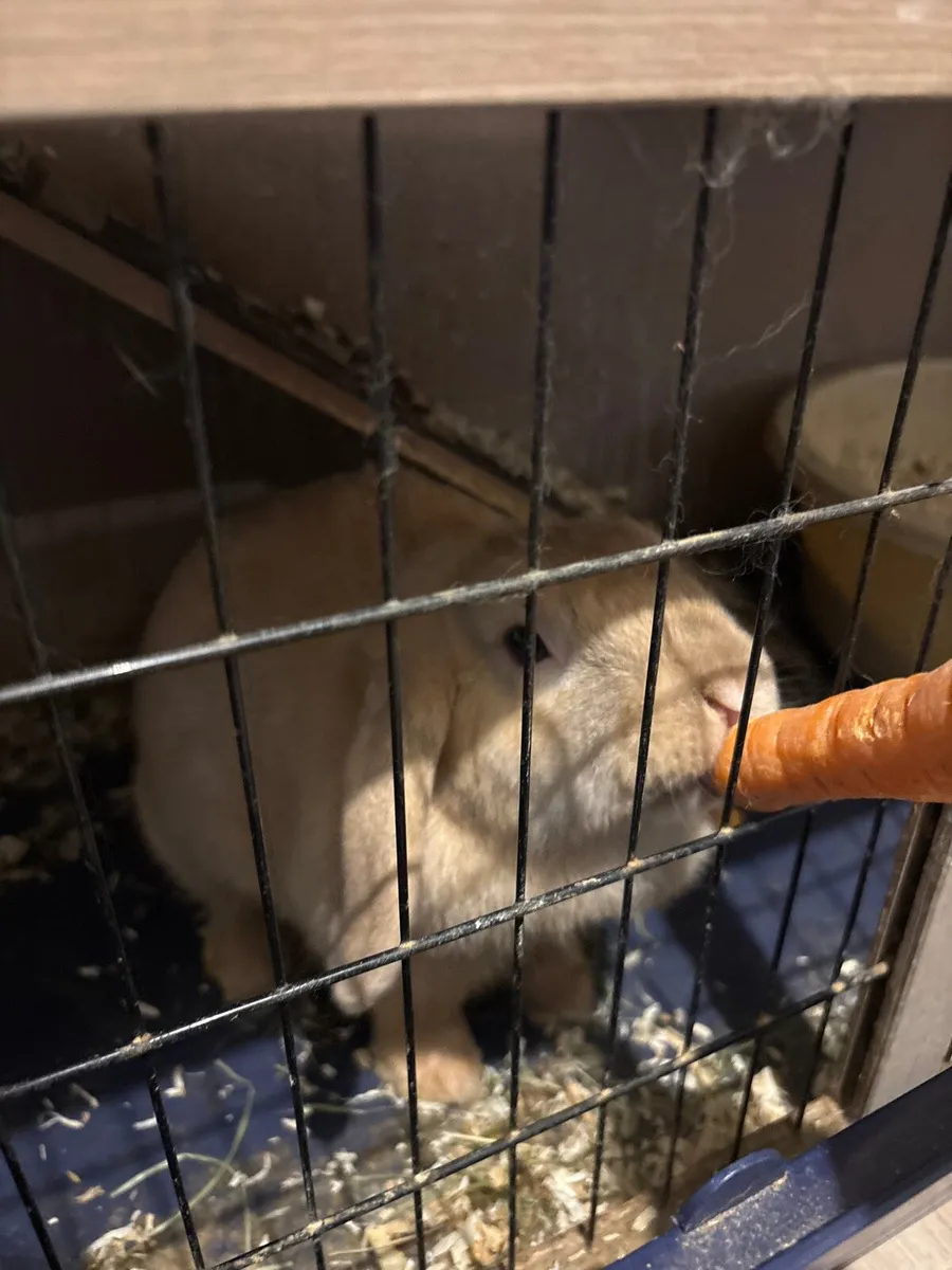 Rabbit - Image 4