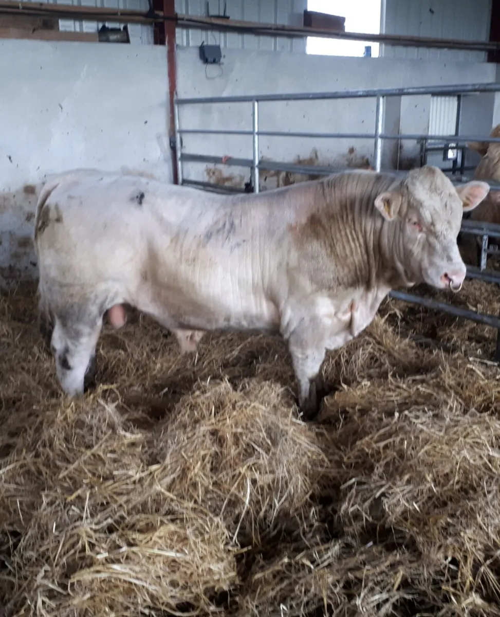 Pedigree Charolais Bull - Image 1