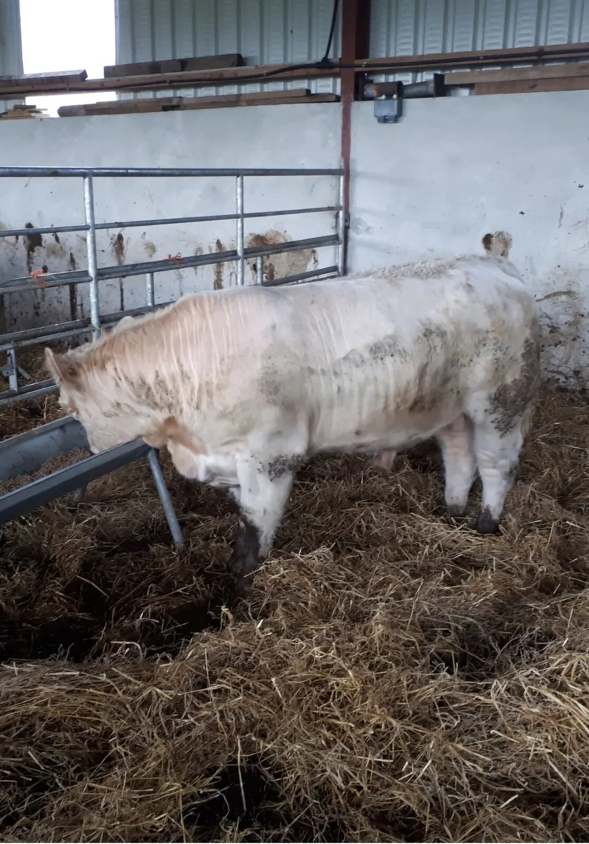 Pedigree Charolais Bull - Image 2