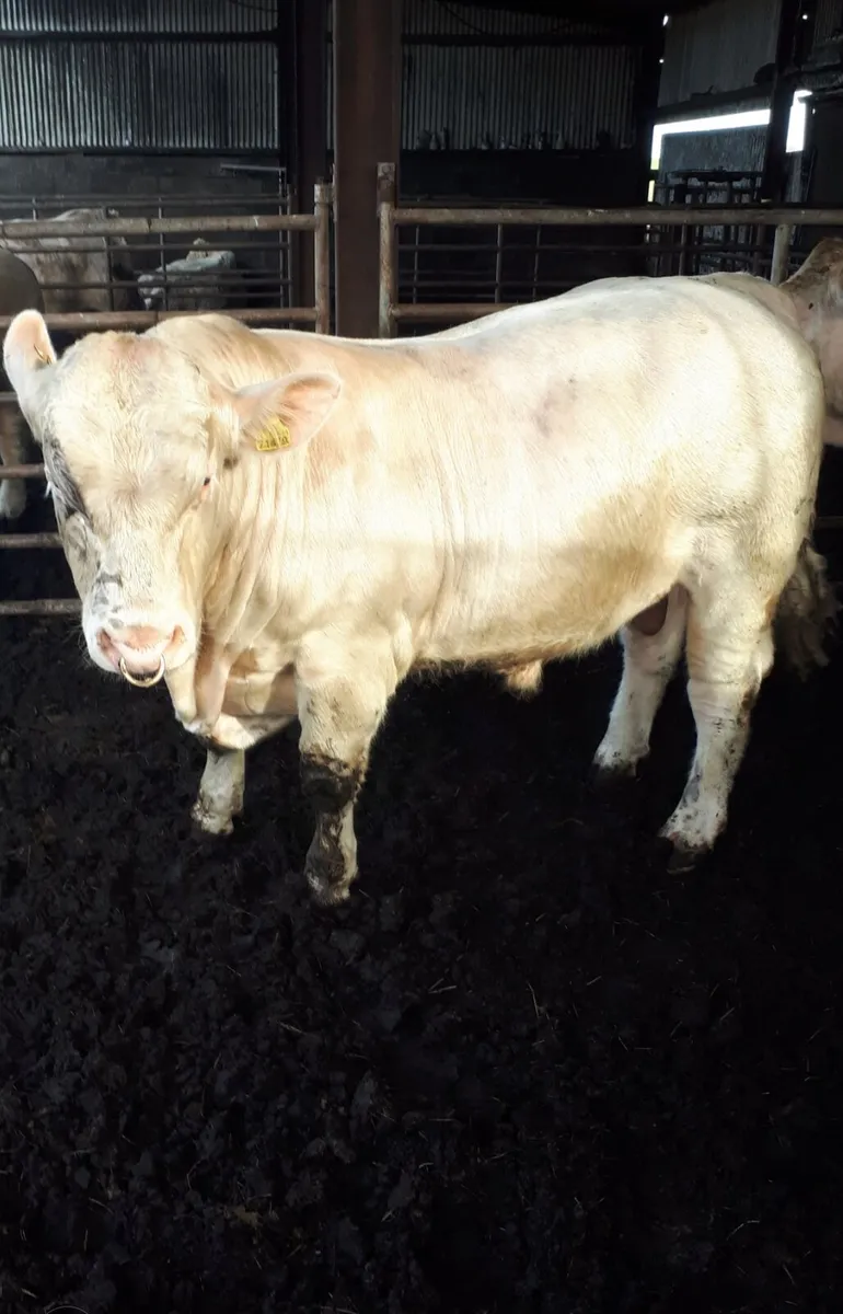 Pedigree Charolais Bull - Image 3