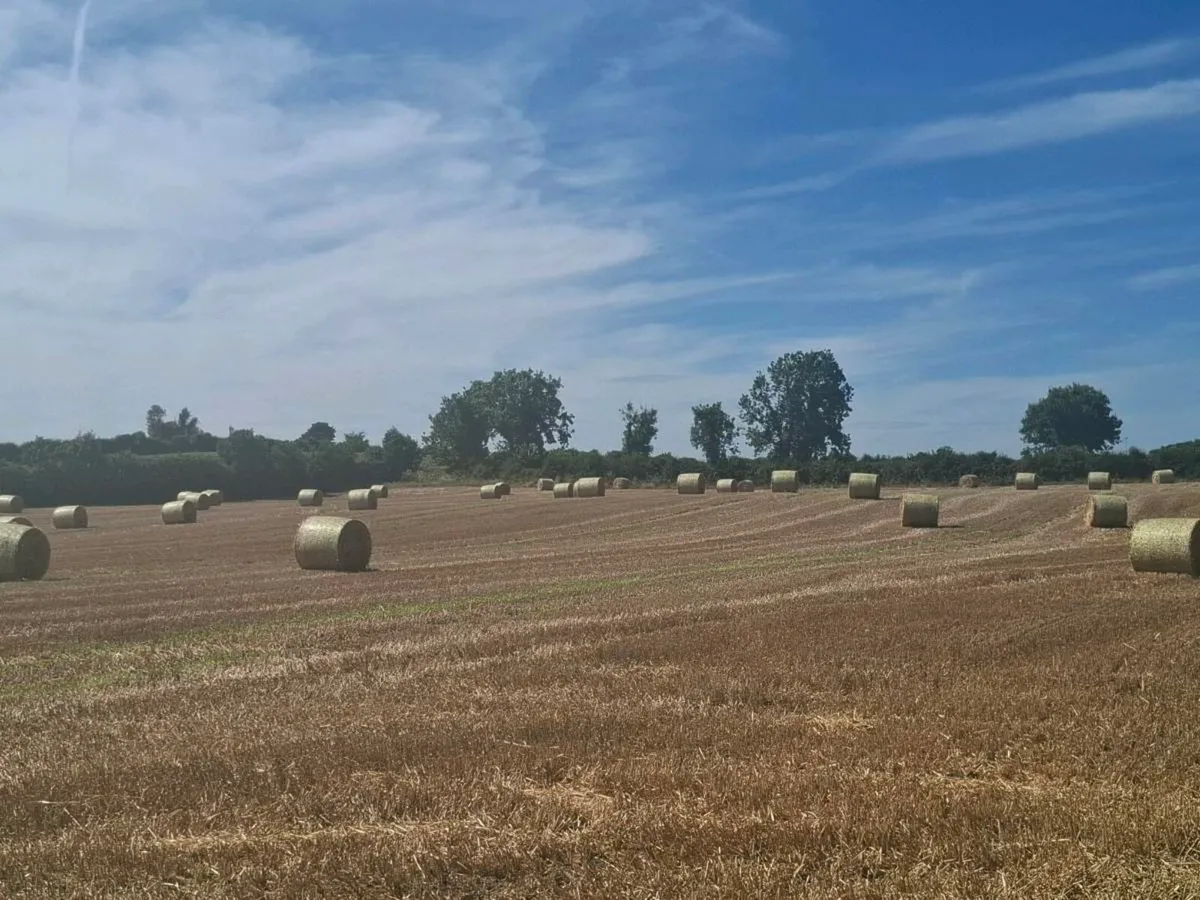 Straw - Image 2