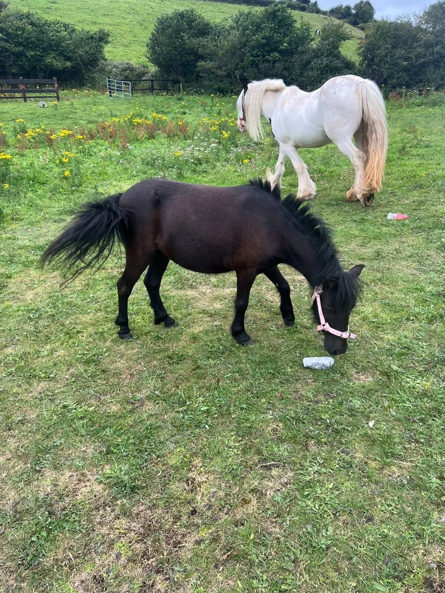 3 year old mare pony - Image 1