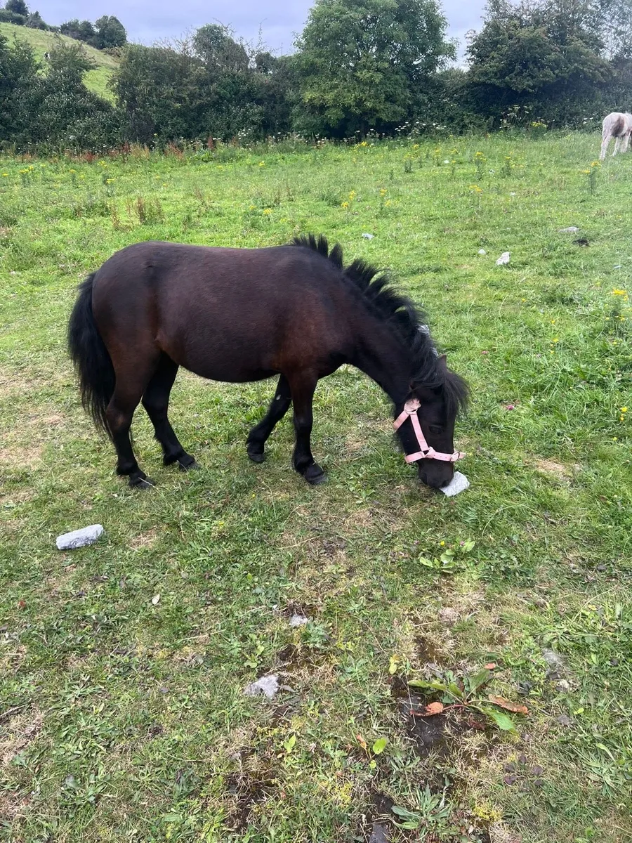 3 year old mare pony - Image 2