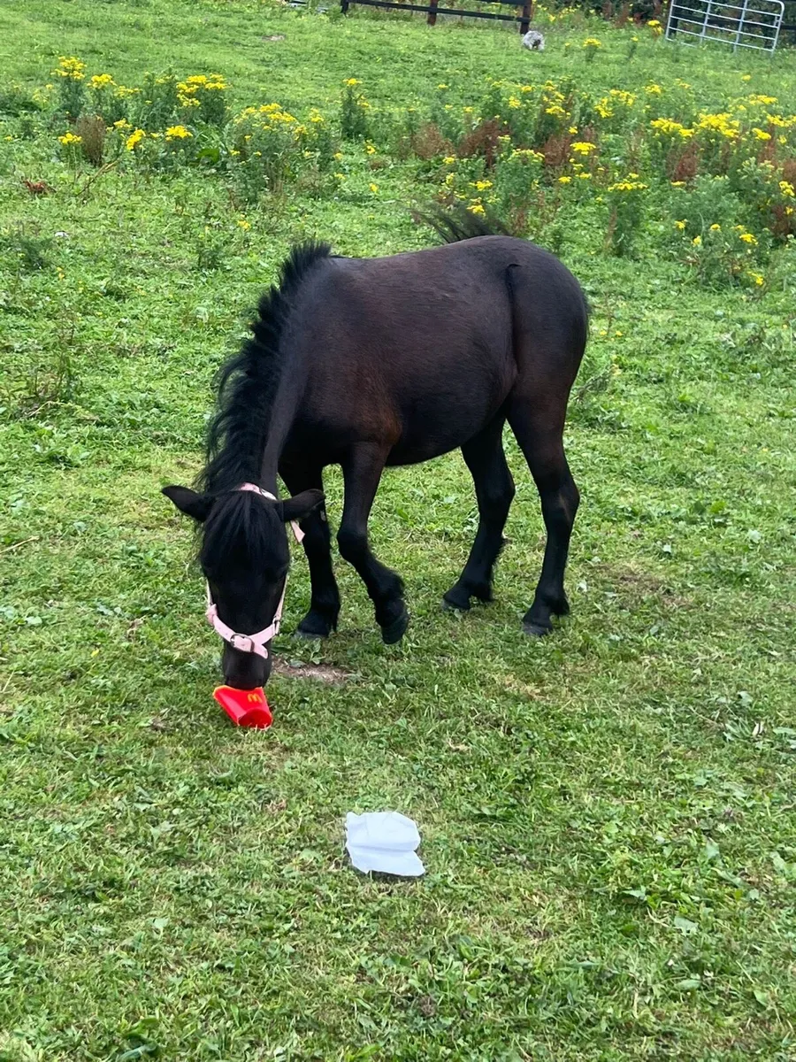 3 year old mare pony - Image 3