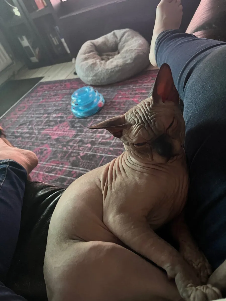 Cat - Image 2