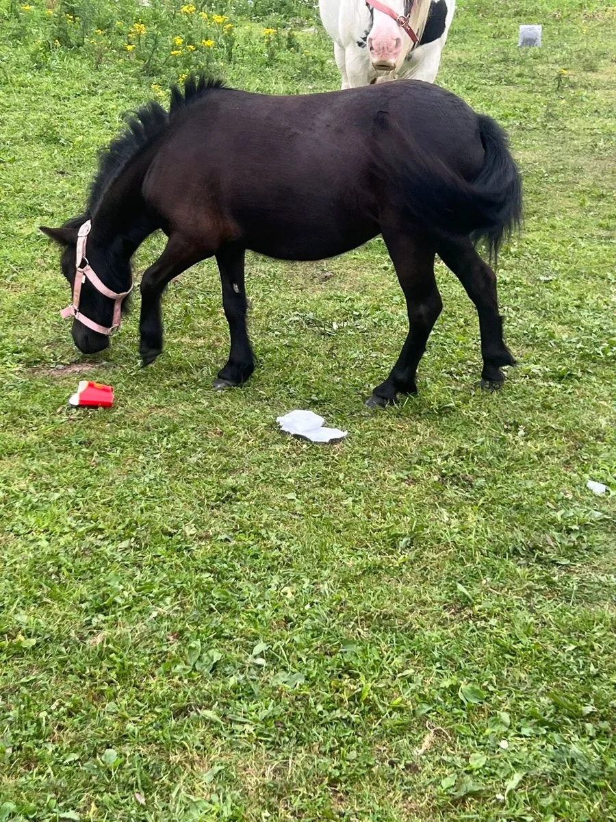 3 year old mare pony - Image 4