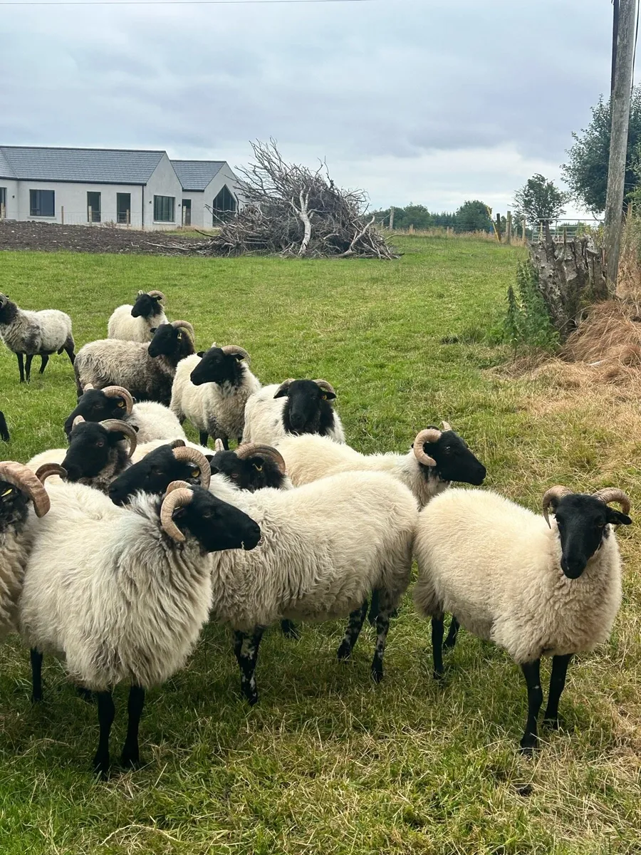 Mayo Mountain Hogget Ewes - Image 1