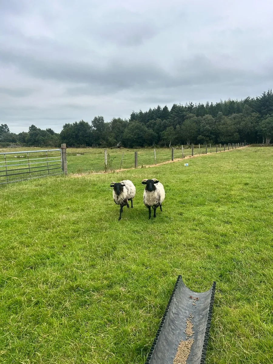 Mayo Mountain Hogget Ewes - Image 2