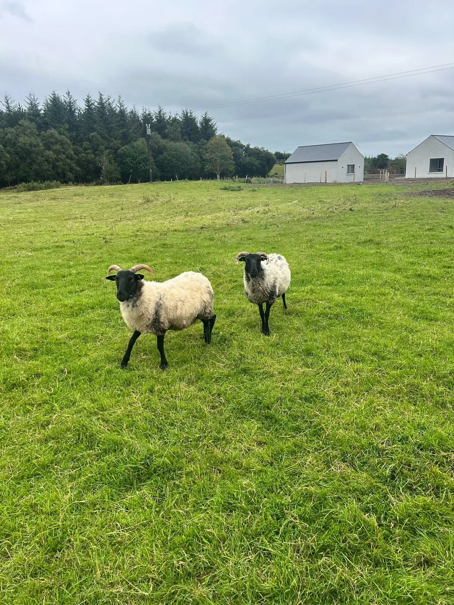 Mayo Mountain Hogget Ewes - Image 3