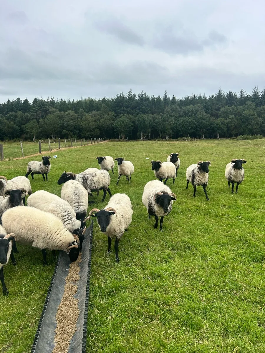 Mayo Mountain Hogget Ewes - Image 4