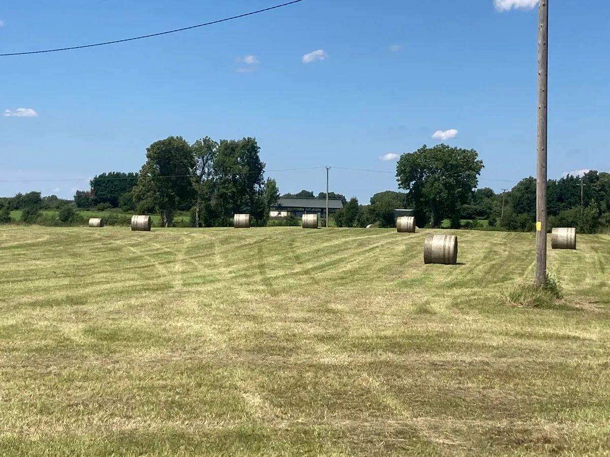 Hay