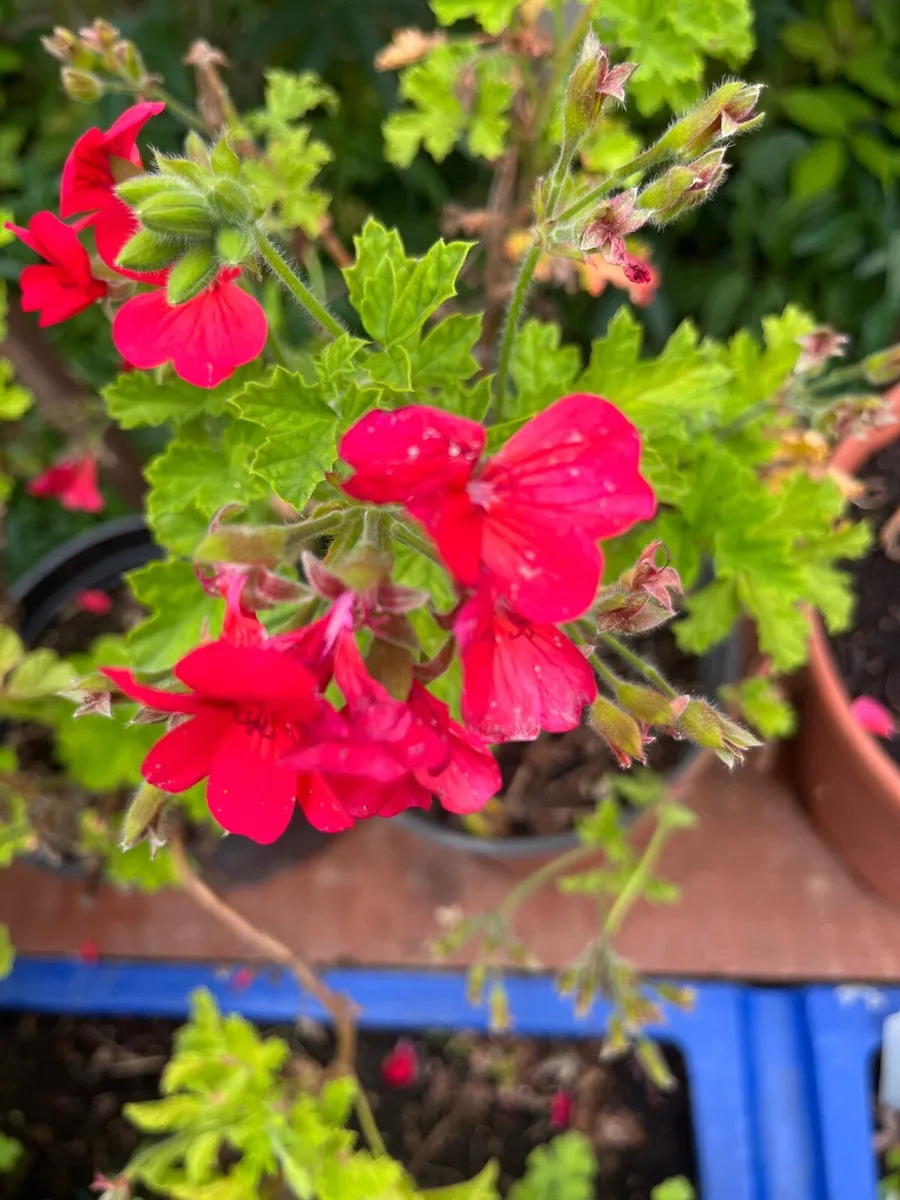 Beautifully Scented Plants - Image 2